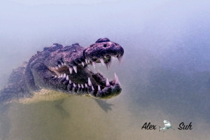 American Crocodile in Banco Chinchorro, Mexico by Alex Suh 
